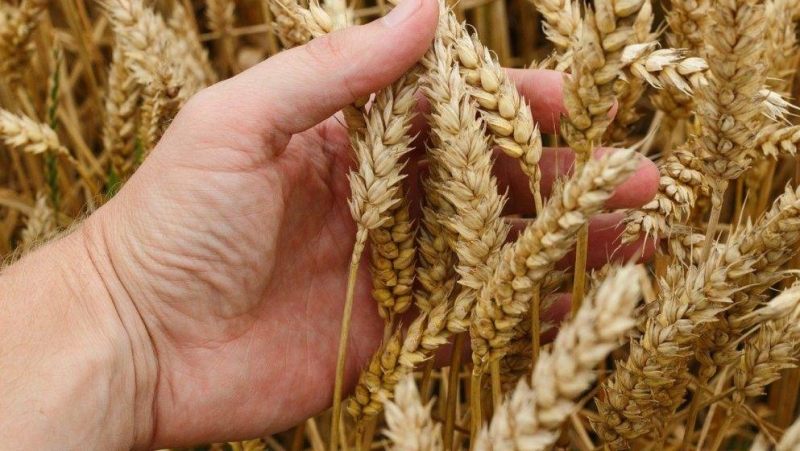 U BiH uvoz žitarica 15 puta veći od izvoza U BiH uvoz žitarica 15 puta veći od izvoza