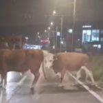 Video: Neočekivane scene krava na sarajevskim ulicama