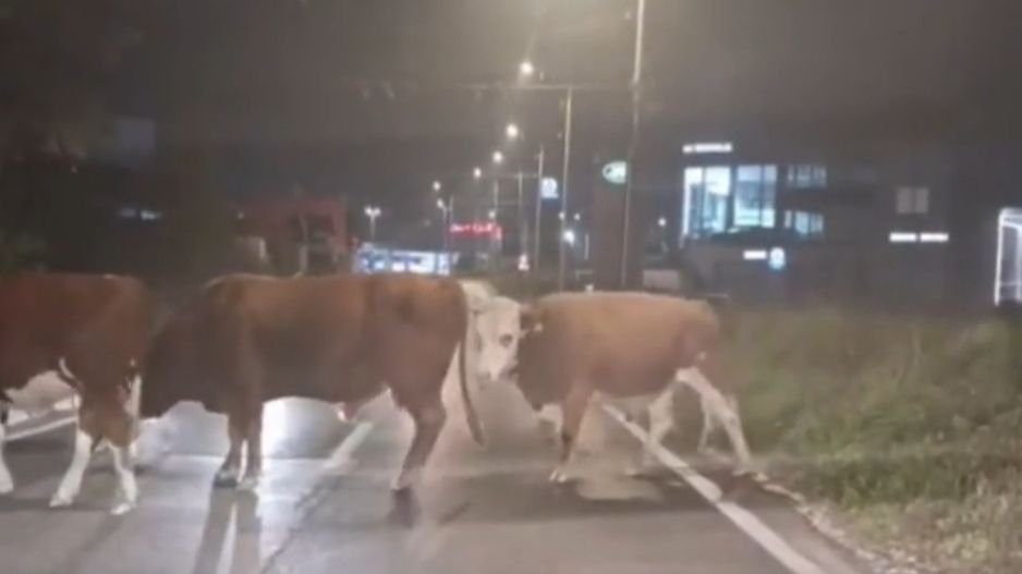 Video: Neočekivane scene krava na sarajevskim ulicama