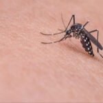 Opasan virus hara u bh. susjedstvu