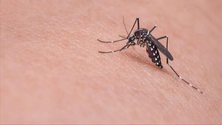 Opasan virus hara u bh. susjedstvu