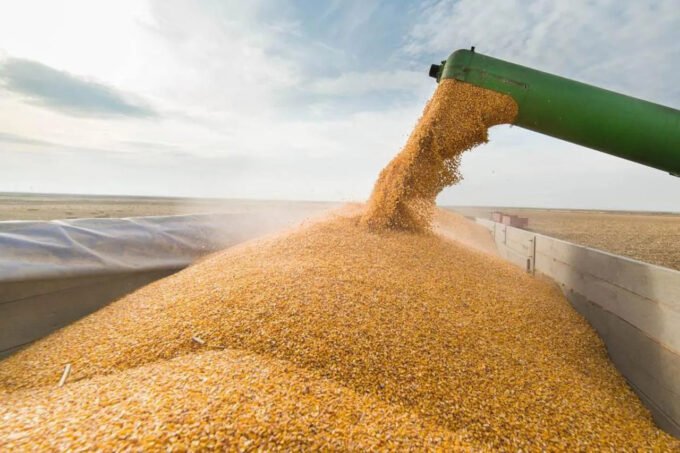 Podaci FAO-a: Rastu cijene žitarica, ulja, šećera...