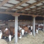 Farmer nakon 20 godina rasprodaje krave i traži posao u Austriji