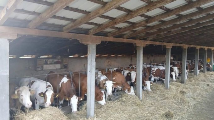 Farmer nakon 20 godina rasprodaje krave i traži posao u Austriji