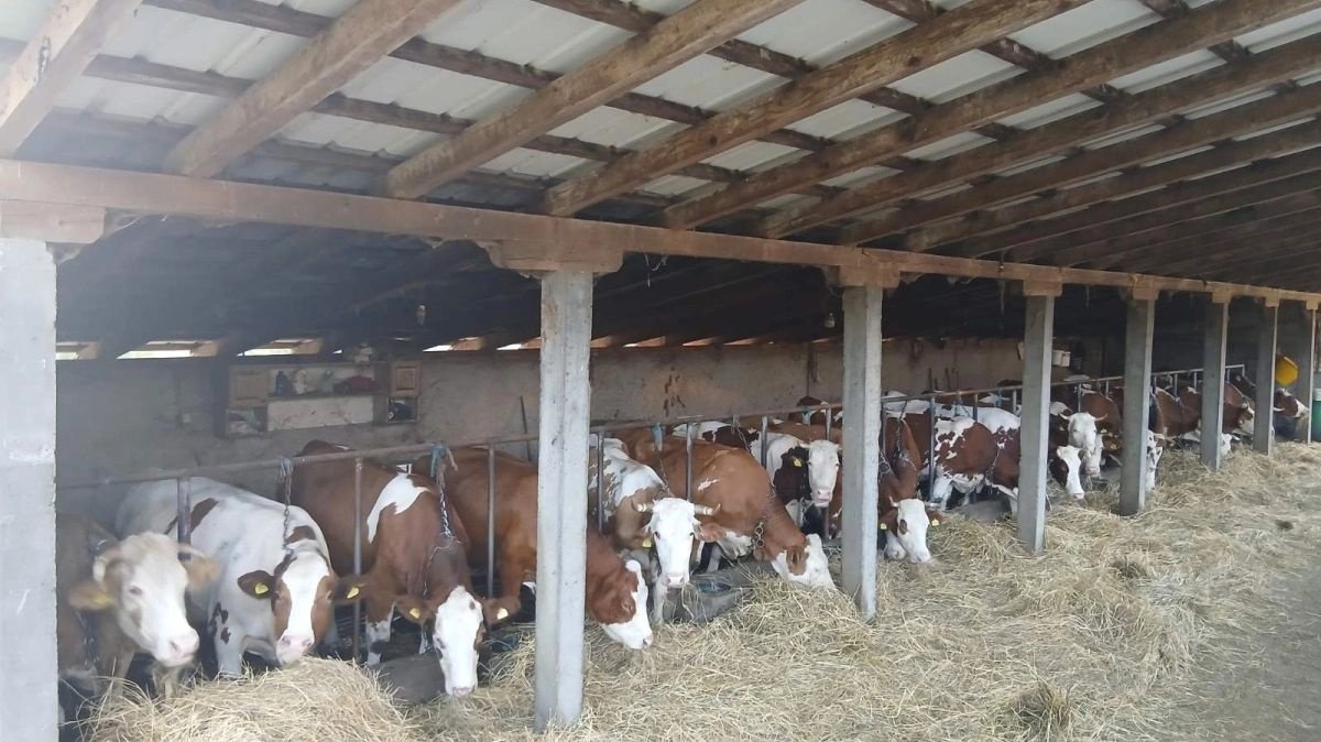 Farmer nakon 20 godina rasprodaje krave i traži posao u Austriji