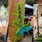 Zaplijenjena četiri kilograma droge i pronađena laboratorija za proizvodnju marihuane: Uhapšena trojica Banjalučana