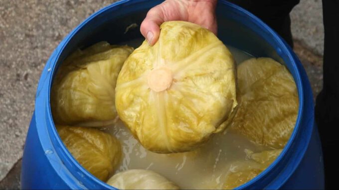 Bezgrešna kisela sorta kupusa savršena za sarme čuva teksturu i u buretu
