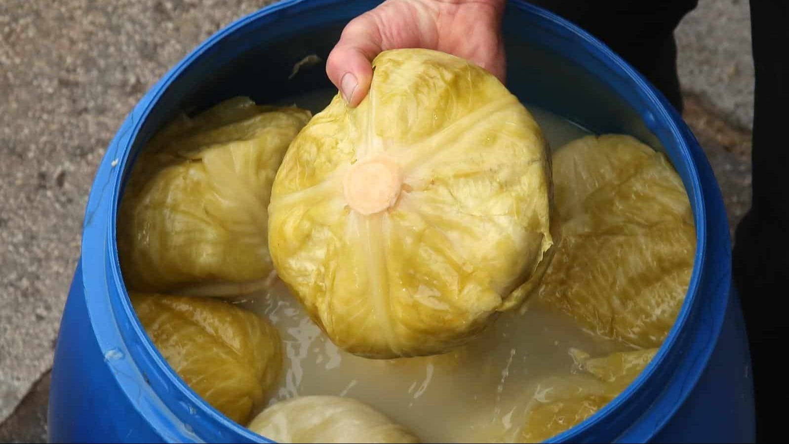 Bezgrešna kisela sorta kupusa savršena za sarme čuva teksturu i u buretu