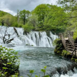 Milančev buk na pragu UNESCO