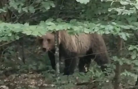 Kretanje medvjeda prema stambenoj četvrti zaustavio pripadnik vatrogasne jedinice