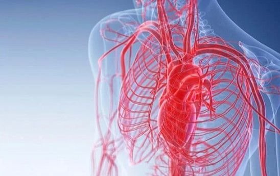 Koliko krvi imamo u tijelu i kada gubitak postaje opasan: Brojke koje mogu iznenaditi