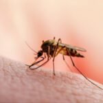 Šta trebate znati o virusu Zapadnog Nila i kako prevenirati zarazu