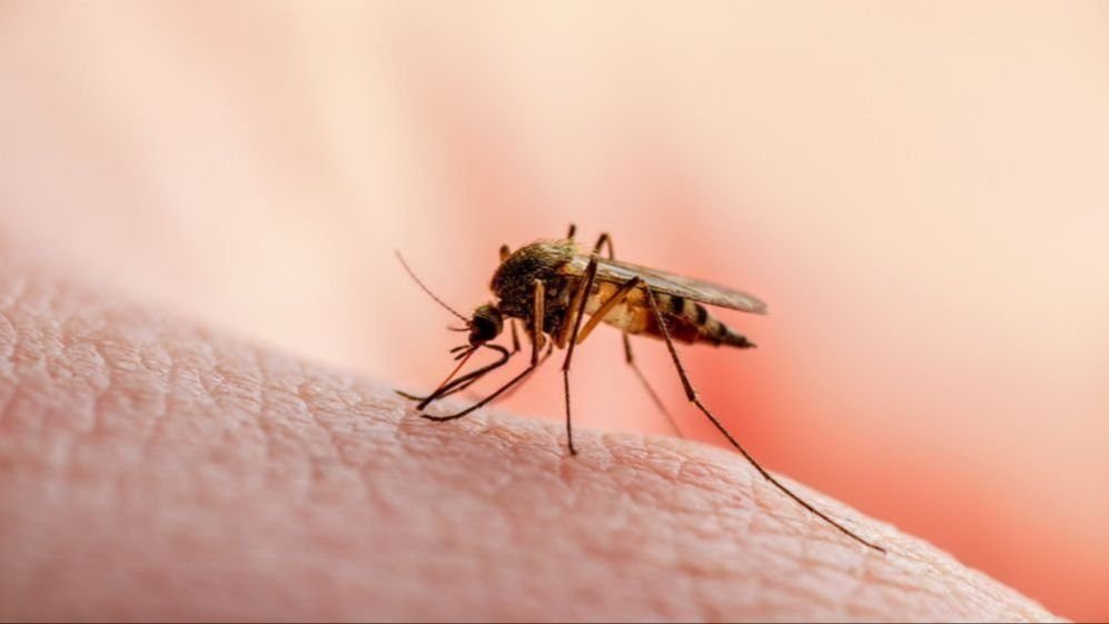 Šta trebate znati o virusu Zapadnog Nila i kako prevenirati zarazu