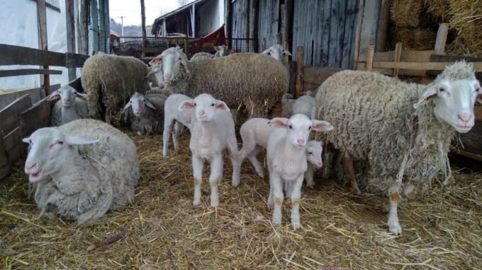Lopovi ne miruju: U Bratuncu ukradeno 10 jagnjadi, u Zvorniku 20 ovaca