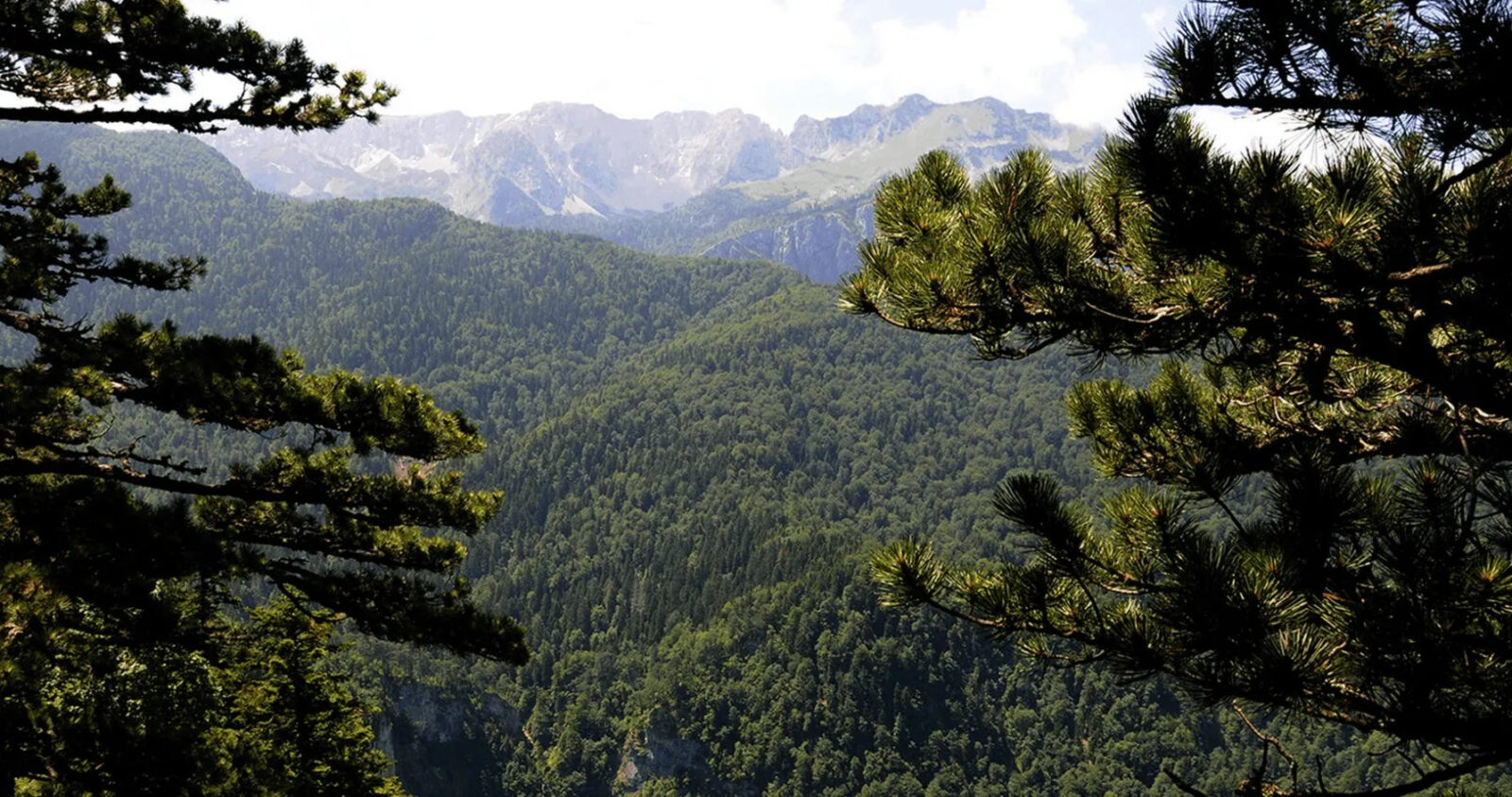 Najmističnija šuma Evrope u BiH sa strogo kontrolisanim ulaskom