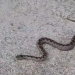 Poskok snimljen u blizini kuće kod Prijedora tokom prijatnog susreta